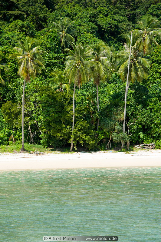 04 Beach with coconut palms