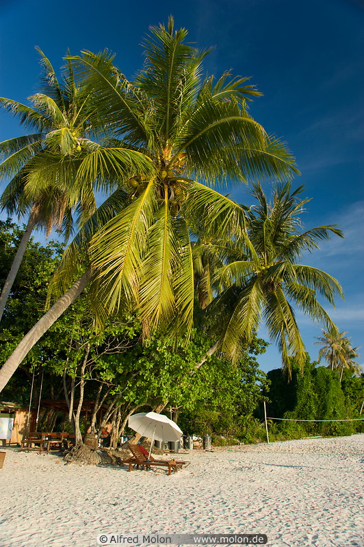 10 Coconut palms on beach