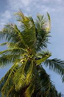 06 Coconut palm