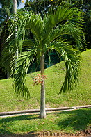 09 Royal palm