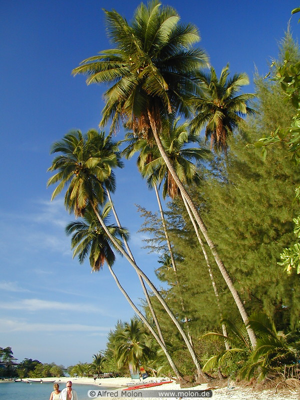 15 Palm trees along beach