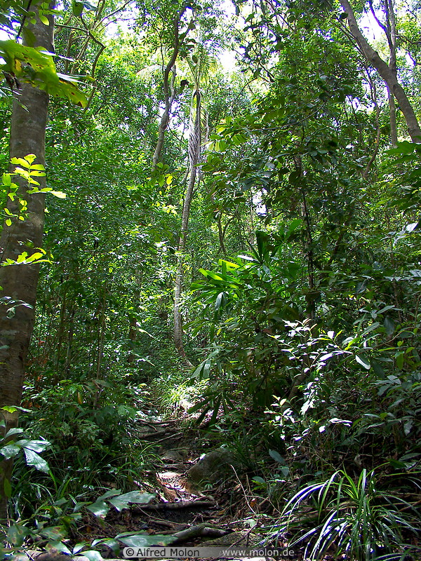 19 Jungle path to Flora bay