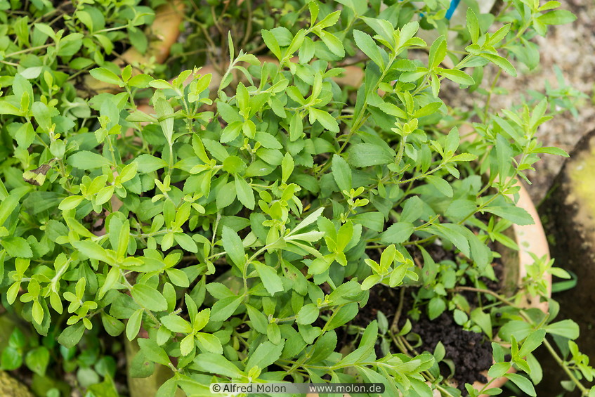 20 Stevia plant