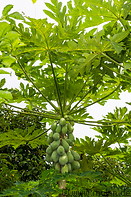 04 Papaya plant