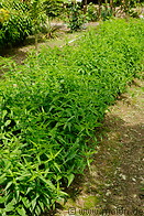 15 Sabah snake grass