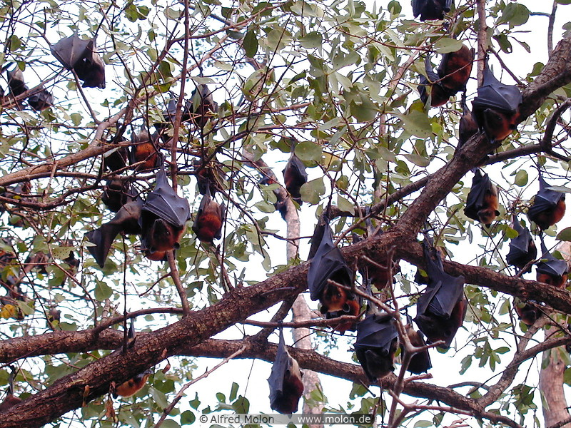 14 Bat tree