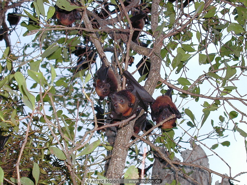 16 Bat tree