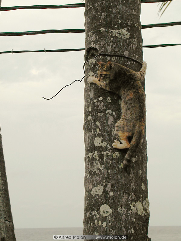37 Cat on a pole