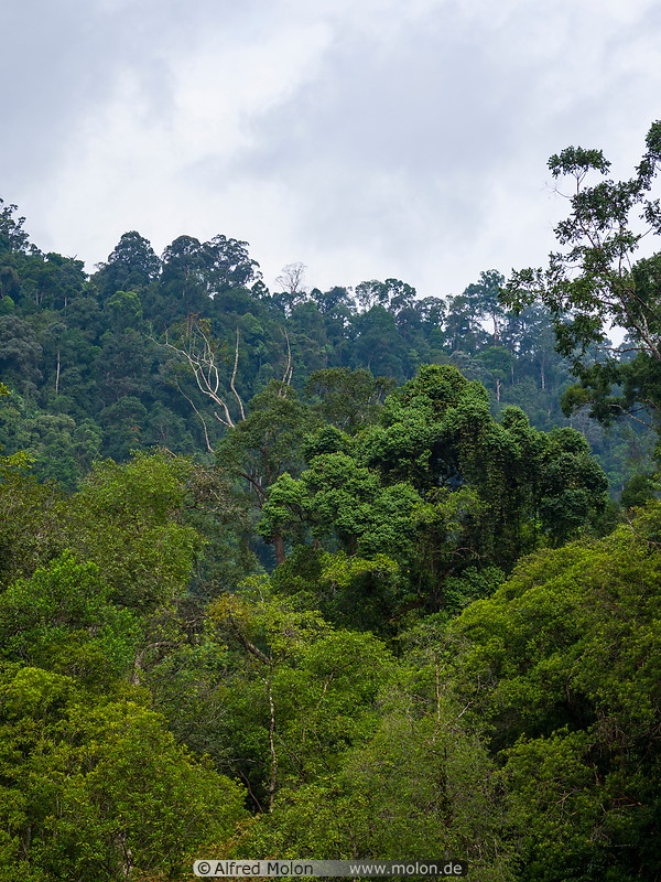10 Rainforest