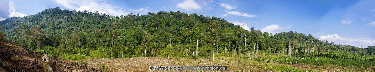 17 Rainforest border area with cut trees