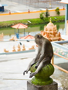 19 Macaque monkey