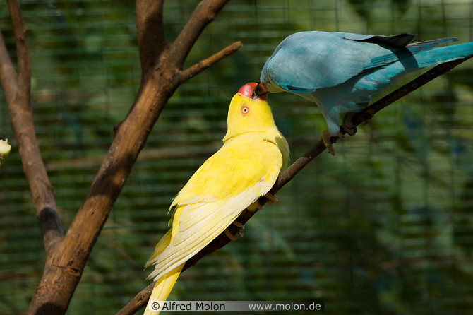02 Yellow and blue parakeets
