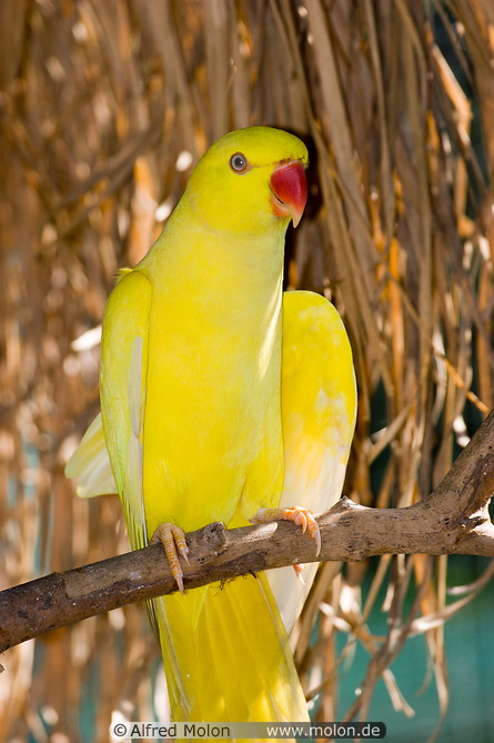 03 Yellow parakeet