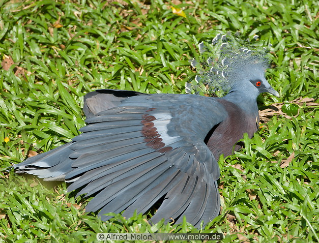 08 Crowned pigeon