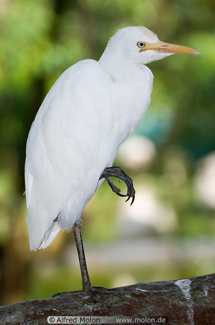10 White heron