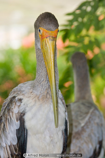 22 Yellow billed storks