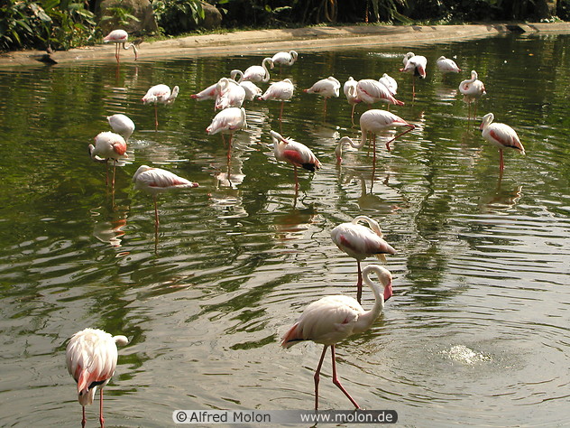 23 Flamingoes