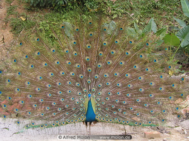 25 Peacock