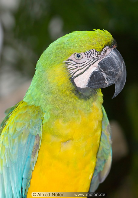 27 Blue and yellow Macaw parrot