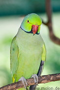 04 Green rose ringed parakeet