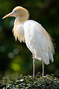 06 White heron