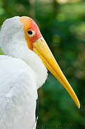11 Yellow billed stork
