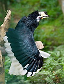 12 Black hornbill