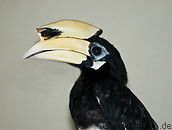 13 Black hornbill