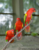18 Red lories parrots