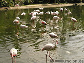 23 Flamingoes