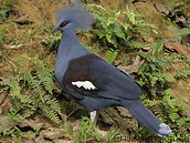 24 Crowned pigeon
