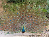 25 Peacock