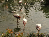 26 Flamingoes