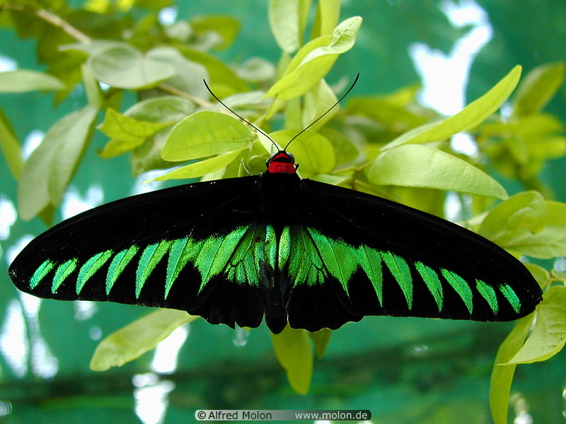 03 Raja Brooke birdwing butterfly