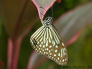 06 Butterfly