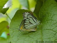 09 Couple of butterflies mating