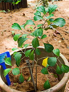 26 Ficus deltoidea