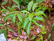 31 Phaleria macrocarpa