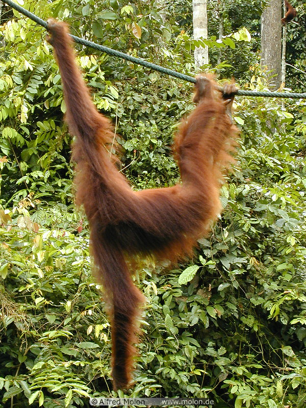 70 Orangutan