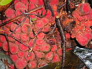 17 Red mushrooms
