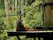 71 Orangutans on the food platform