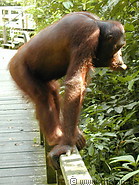 75 Orangutan