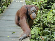 78 Orangutan