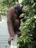 79 Orangutan