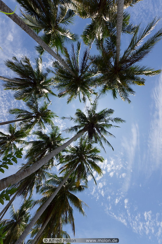18 Palm trees canopy
