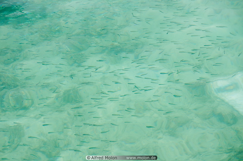 23 Seawater with fish near the pier