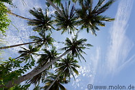 19 Palm trees canopy