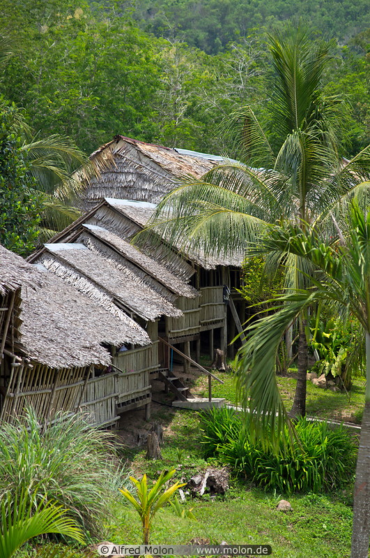 03 Rungus longhouse and coconut trees