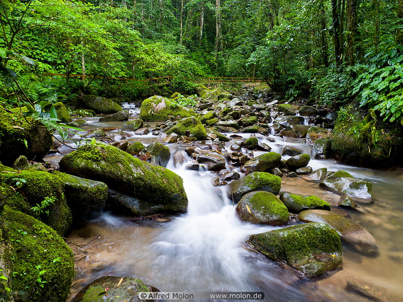 08 Mahua forest stream