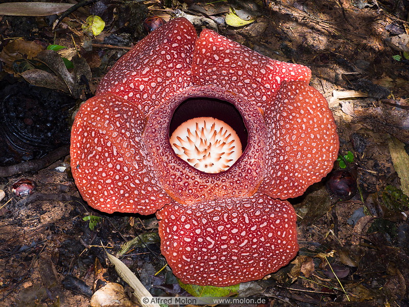 03 Fully open Rafflesia arnoldii